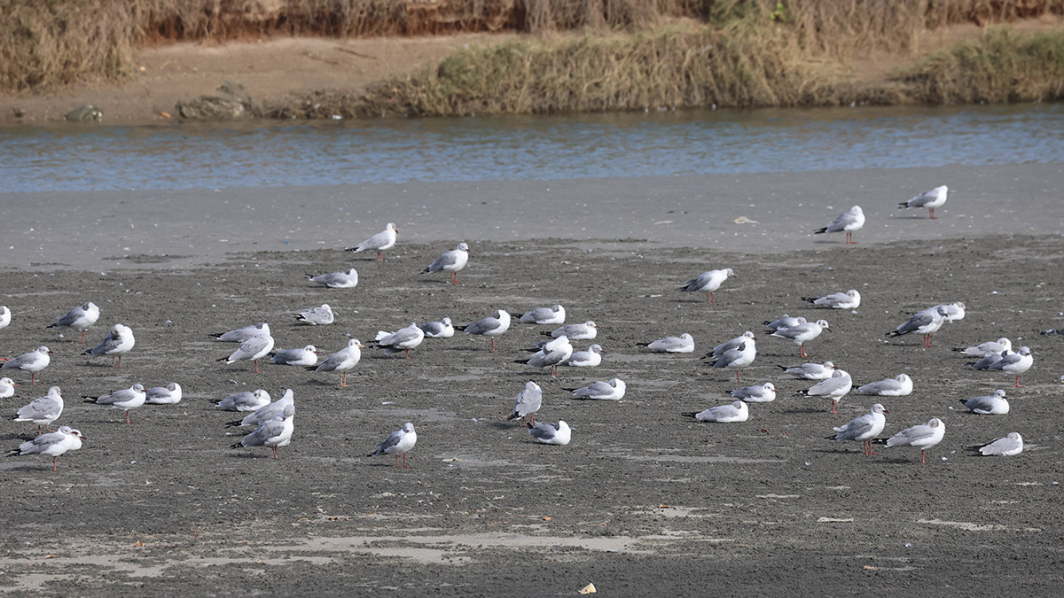 Grey-headed Gull